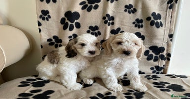 Cockapoo dogs - Advert 15