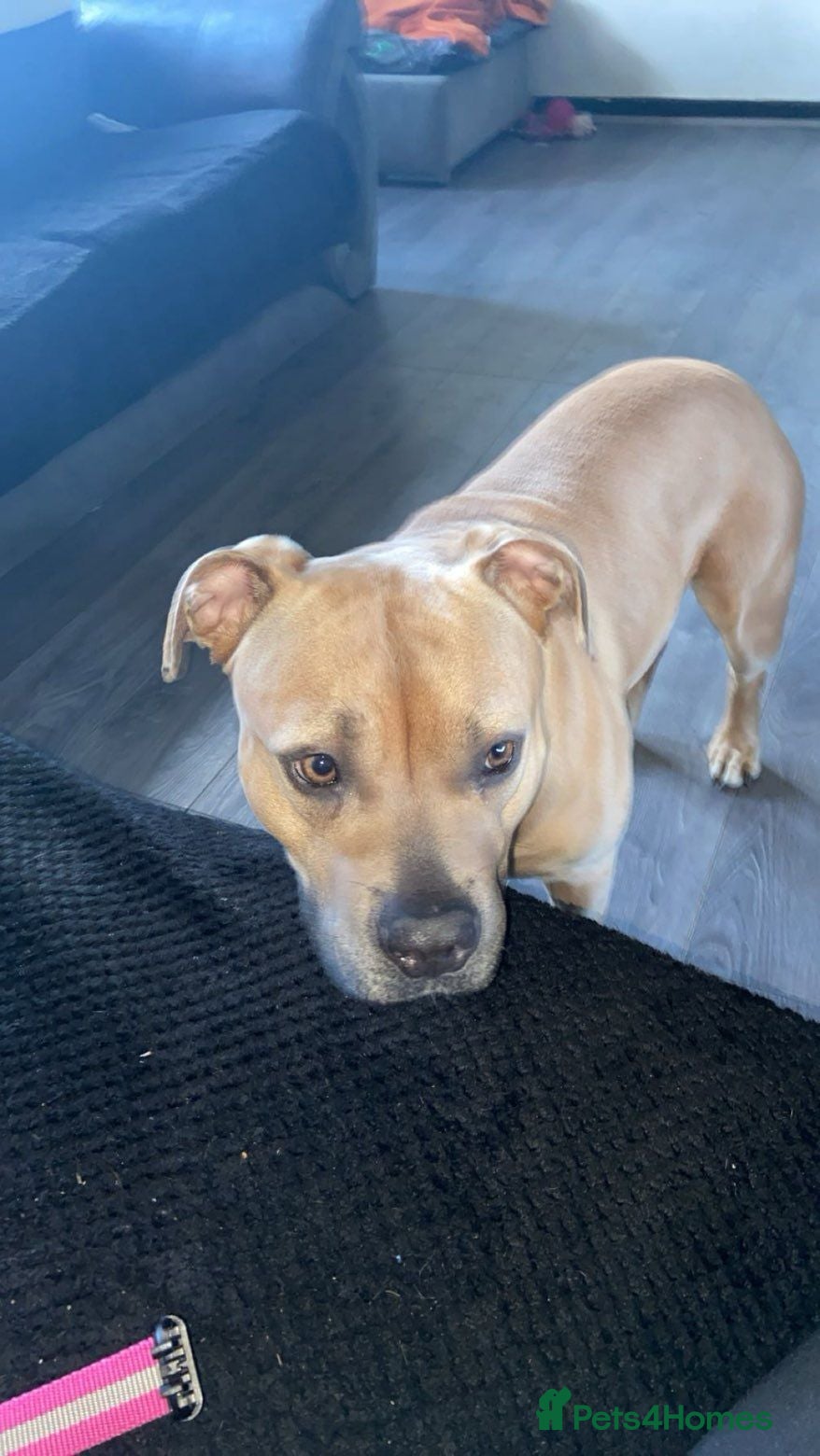 Mixed Breed dogs Pandora - Advert 3