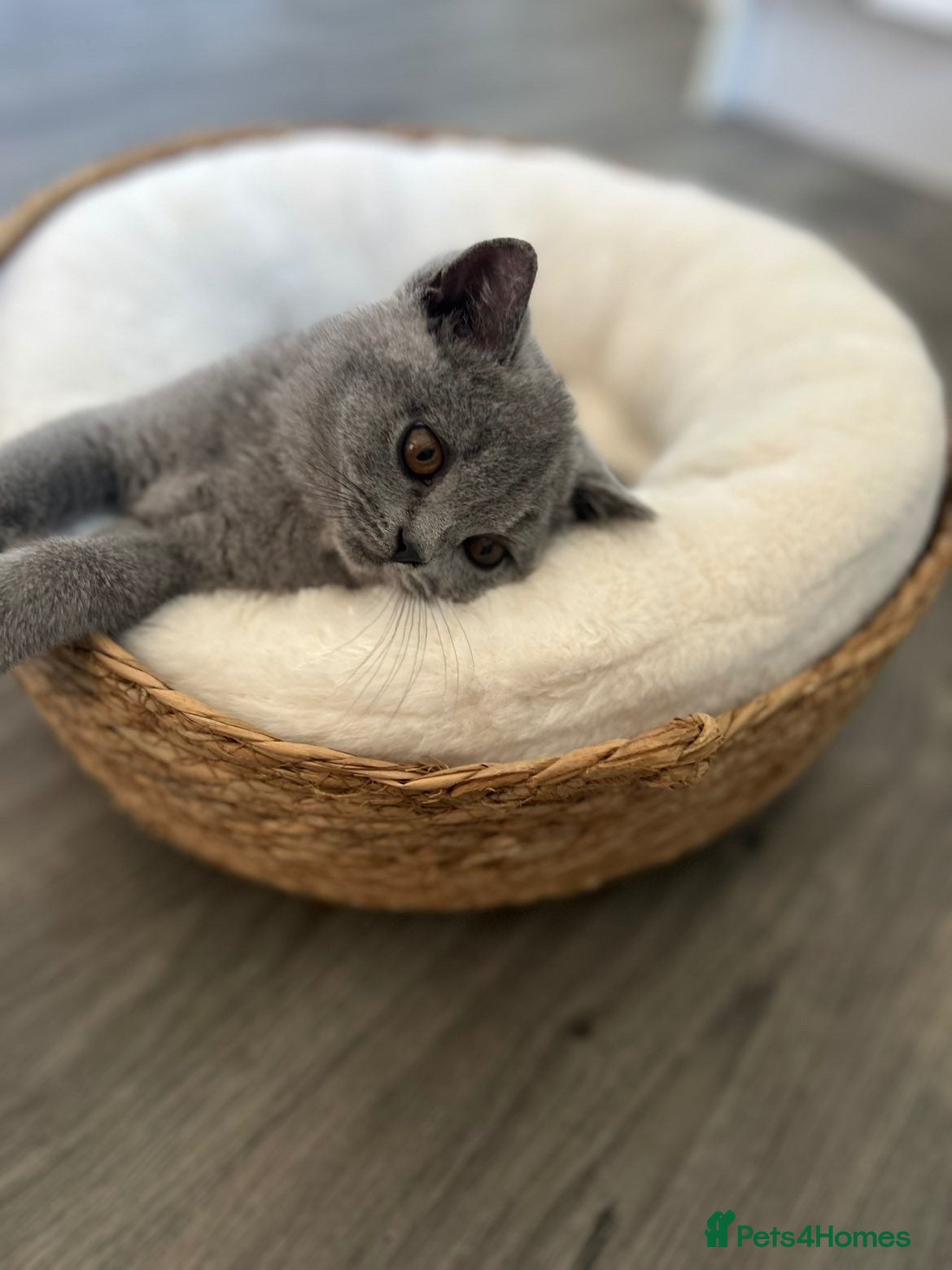British Shorthair cats British short haired  - Advert 11