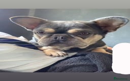 Mixed Breed dogs for sale: French I x patterdale - Image 1