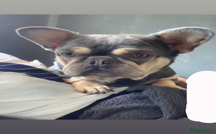 Mixed Breed dogs - Advert 1