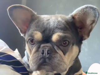 Mixed Breed dogs for sale - Advert 1