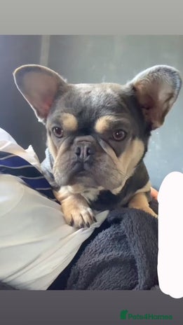 Mixed Breed dogs - Advert 1