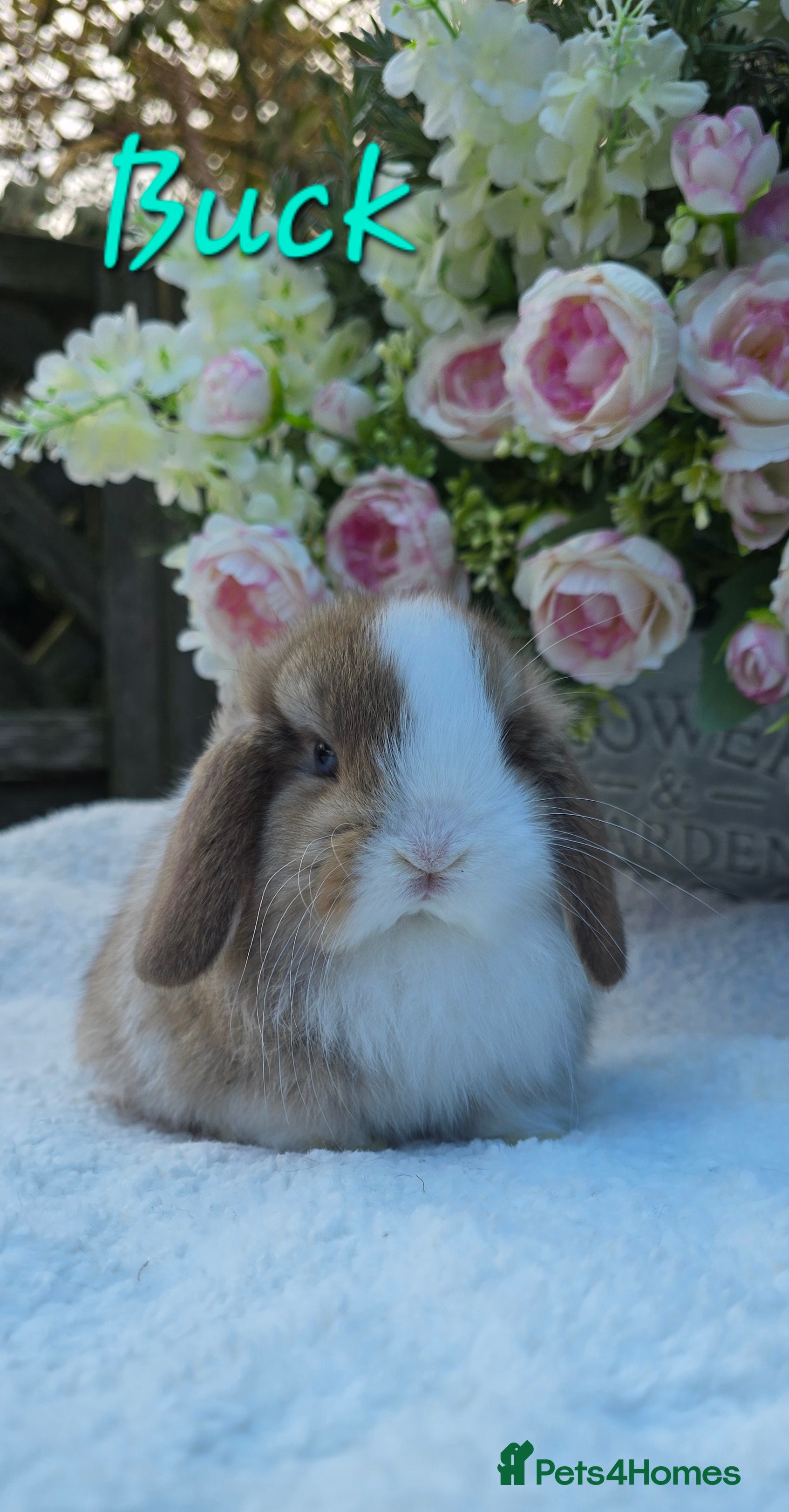 Mini Lop rabbits Beautiful mini lops girls and boys - Advert 5