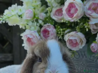 Mini Lop rabbits Beautiful mini lops girls and boys - Advert 5