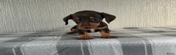 Jackshund dogs for sale: Beautiful jackshund puppies  in Cambridge - Advert 11