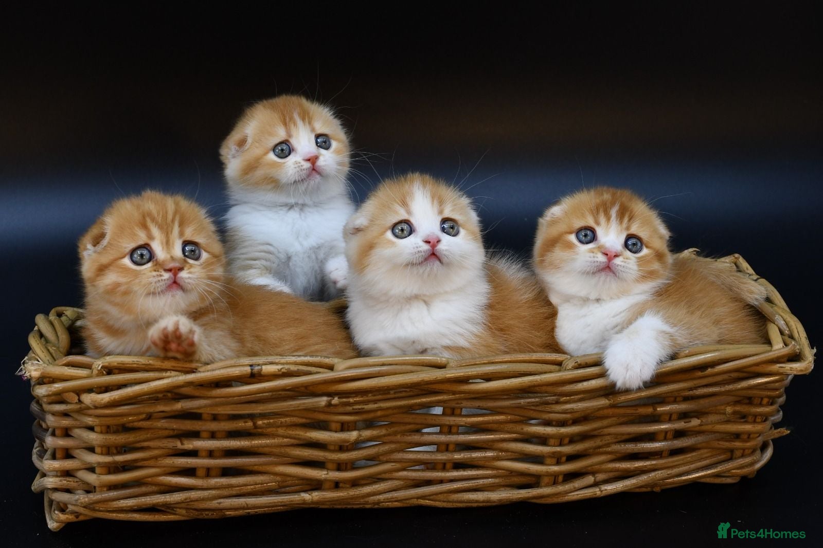 Scottish Fold cats LICENSED CATTERY PURE BREED TOP QUALITY KITTENS - Advert 13