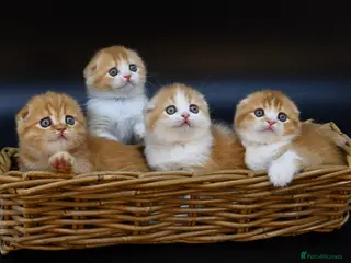 Scottish Fold cats LICENSED CATTERY PURE BREED TOP QUALITY KITTENS - Advert 13
