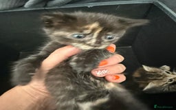 Mixed Breed cats for sale: Kittens ready 1st dec - Advert 2