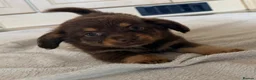Mixed Breed dogs for sale: Dachshund x Pomchi Puppies – 2 Boys & 2 Girls in Pontefract - Advert 9