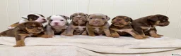 Old Tyme Bulldog dogs for sale: Adorable Old Tyme Bulldogs  🐾 - Advert 3