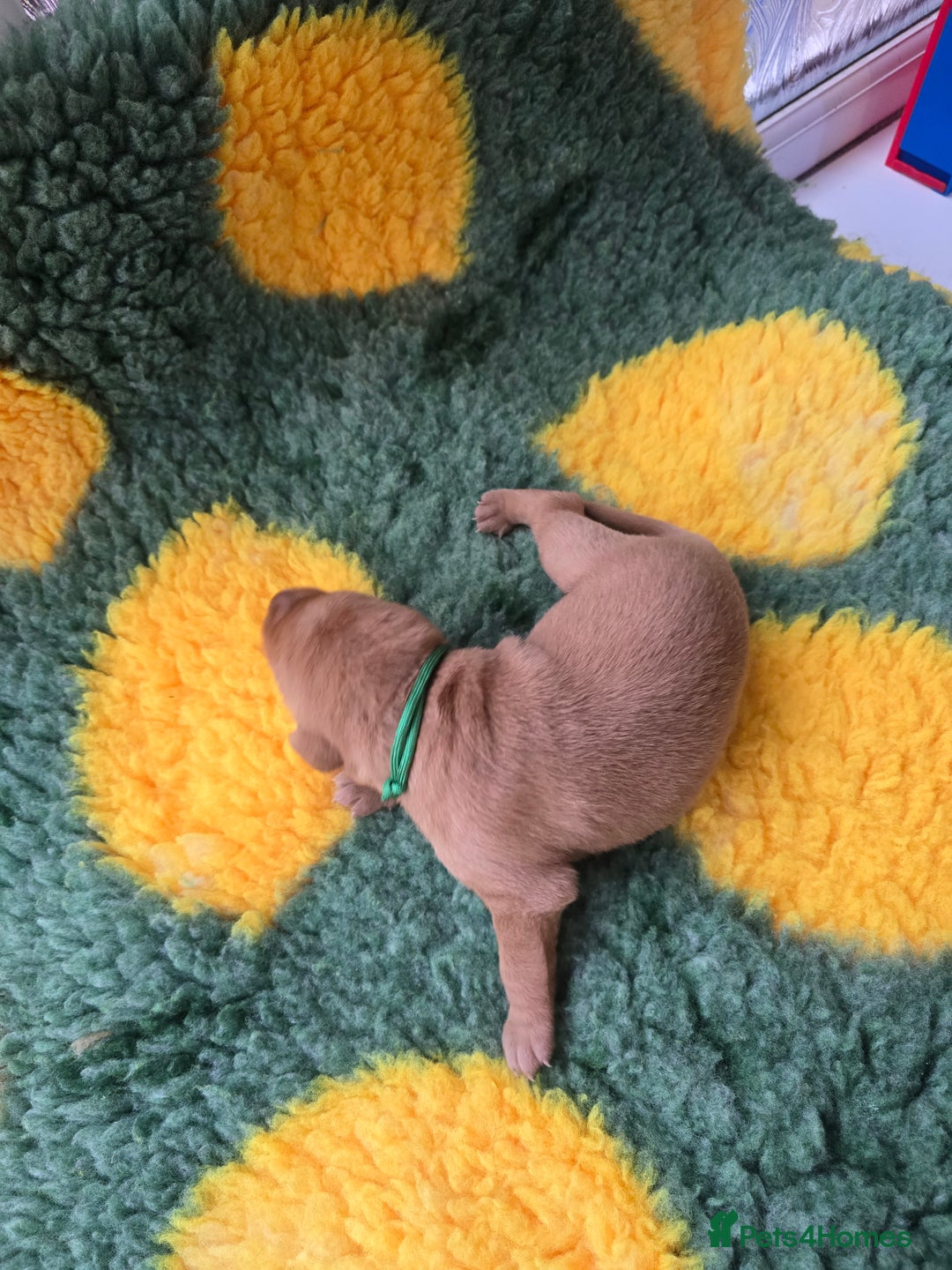 Labrador Retriever dogs for sale: KC Registered Labrador Puppies. - Advert 31