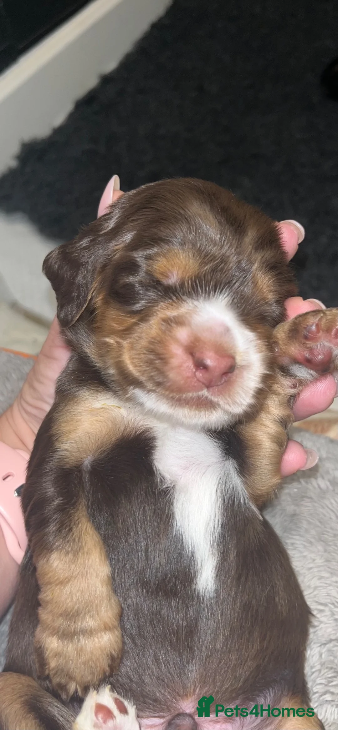 Cocker Spaniel dogs for sale: 🐶Stunning Cocker Spaniel pups🐶 in Kilmarnock - Advert 2