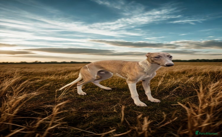 Whippet dogs - Advert 6