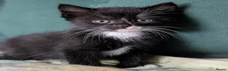 Domestic Shorthair cats for sale: Domestic Shorthair Kittens - Advert 25