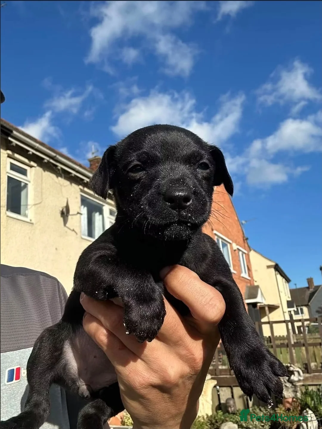 Jack Chi dogs for sale: Jack Russell X chihuahua terrier  - Advert 4