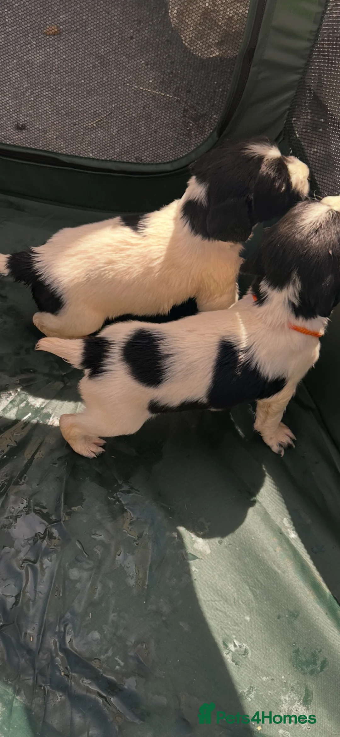 English Springer Spaniel dogs for sale: KC ESS springer spaniels in Cambridge - Advert 11