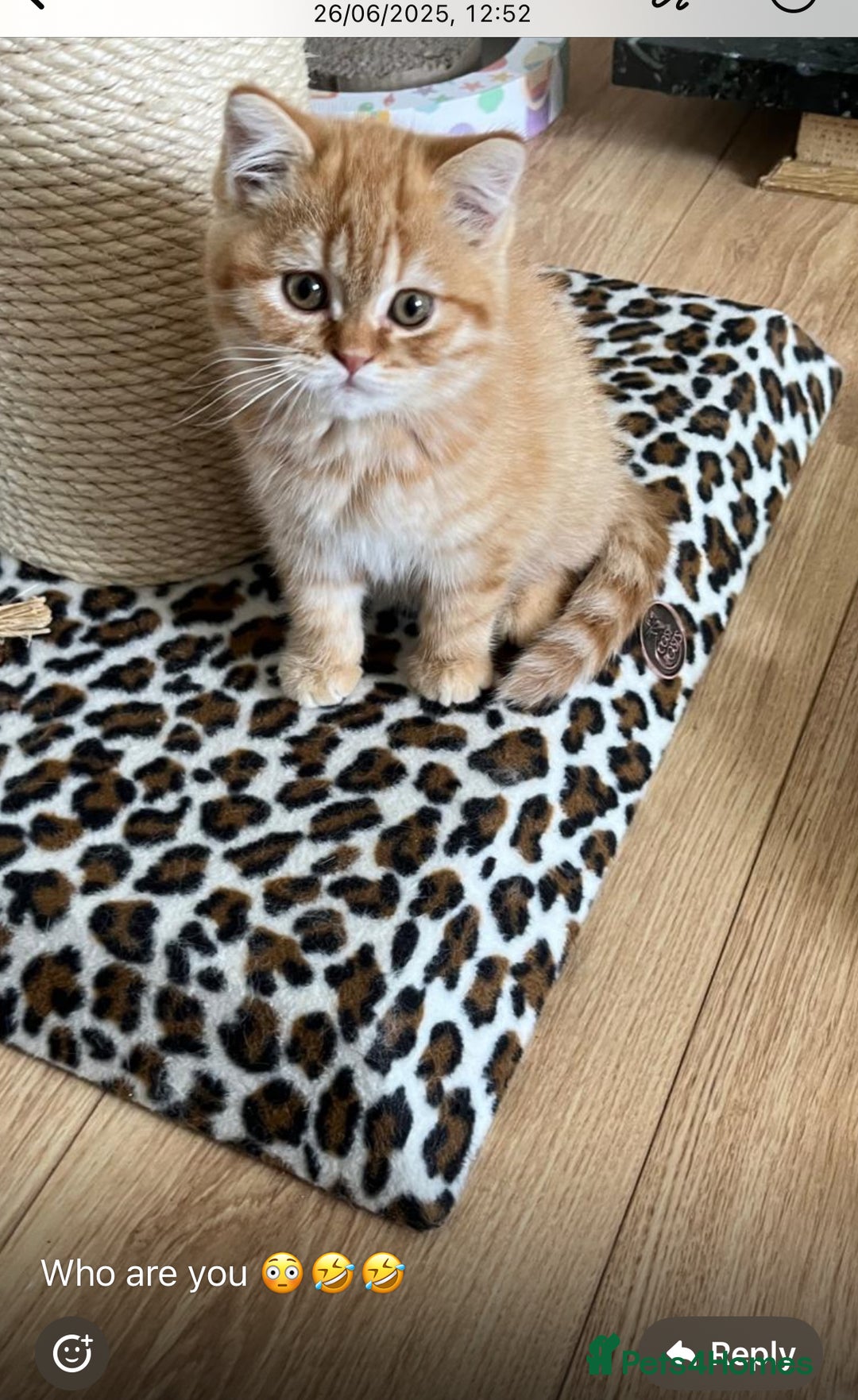 British Shorthair cats for sale: Beautiful rare colour British Shorthair  - Image 3