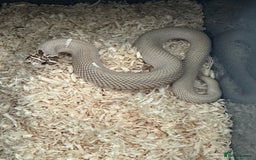 Snake reptiles for sale: 2025 hognose babies and adults  - Image 1