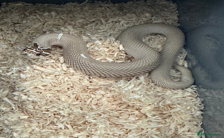 Snake reptiles - Advert 1