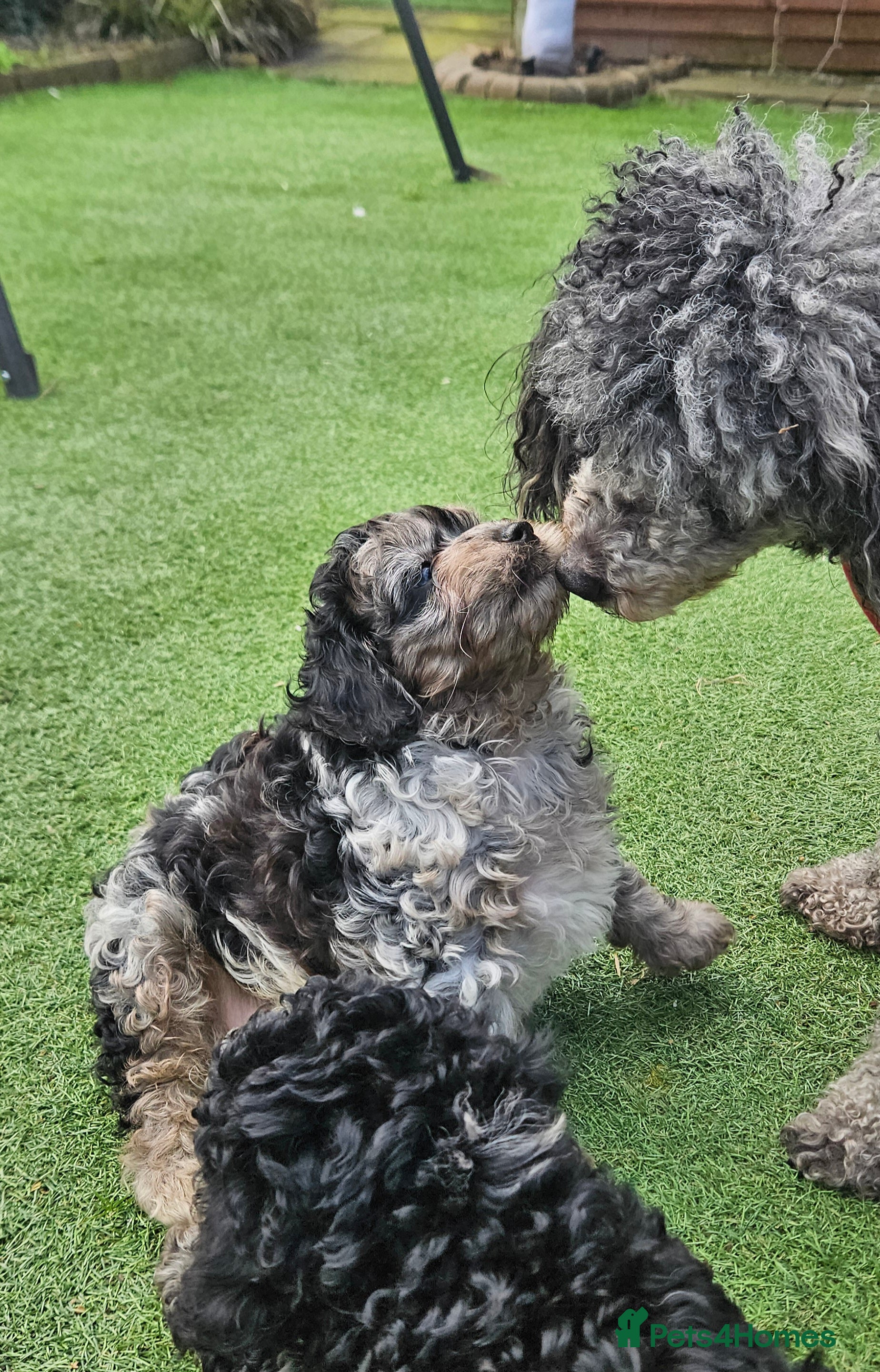 Cockapoo dogs  F1b toy American  cockerpoos  - Advert 17