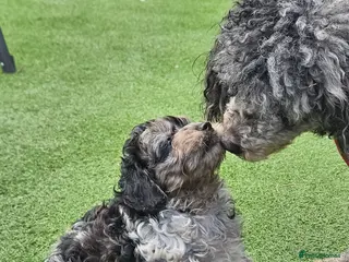 Cockapoo dogs F1b toy American cockerpoos - Advert 17