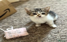 Mixed Breed cats for sale: Beautiful kittens ready for new home  - Image 2