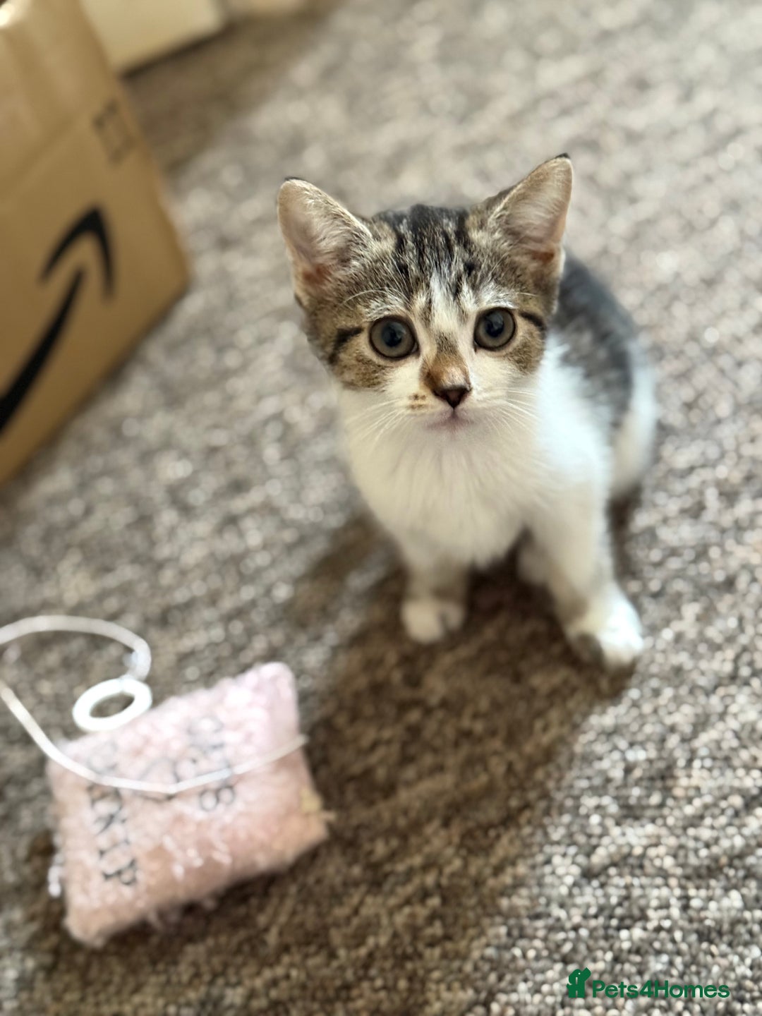 Mixed Breed cats for sale: Beautiful kittens ready for new home  - Image 2