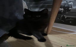 Mixed Breed cats for sale: Adorable Kittens ready for their new forever home  - Image 13