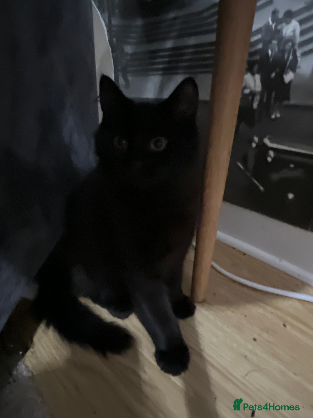 Mixed Breed cats for sale: Adorable Kittens ready for their new forever home  - Image 13