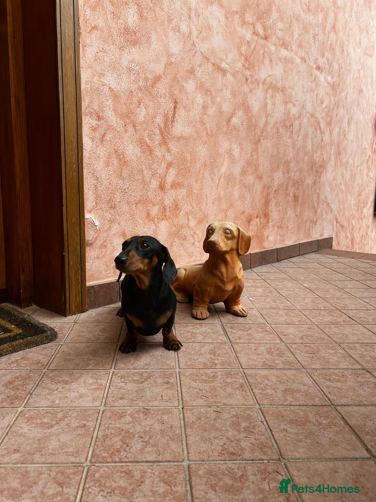 Dachshund dogs Malocolm is looking for a girlfriend  - Advert 14