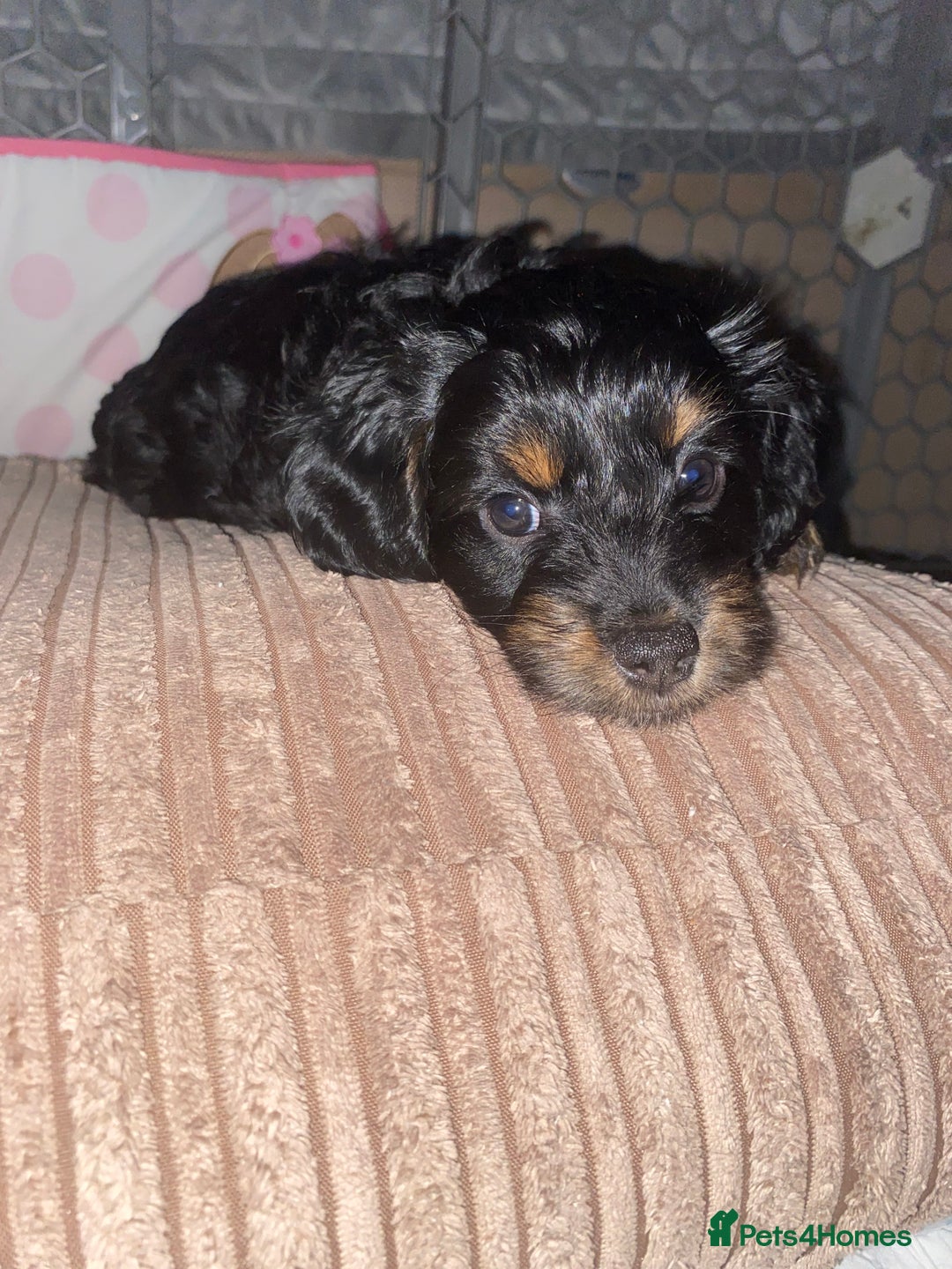 Cockapoo dogs for sale: ADD UPTO DATEREAD IN FULL  - Advert 30