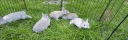 Rex rabbits for sale: 5 three and half week old chinchilla mini rex - Advert 6