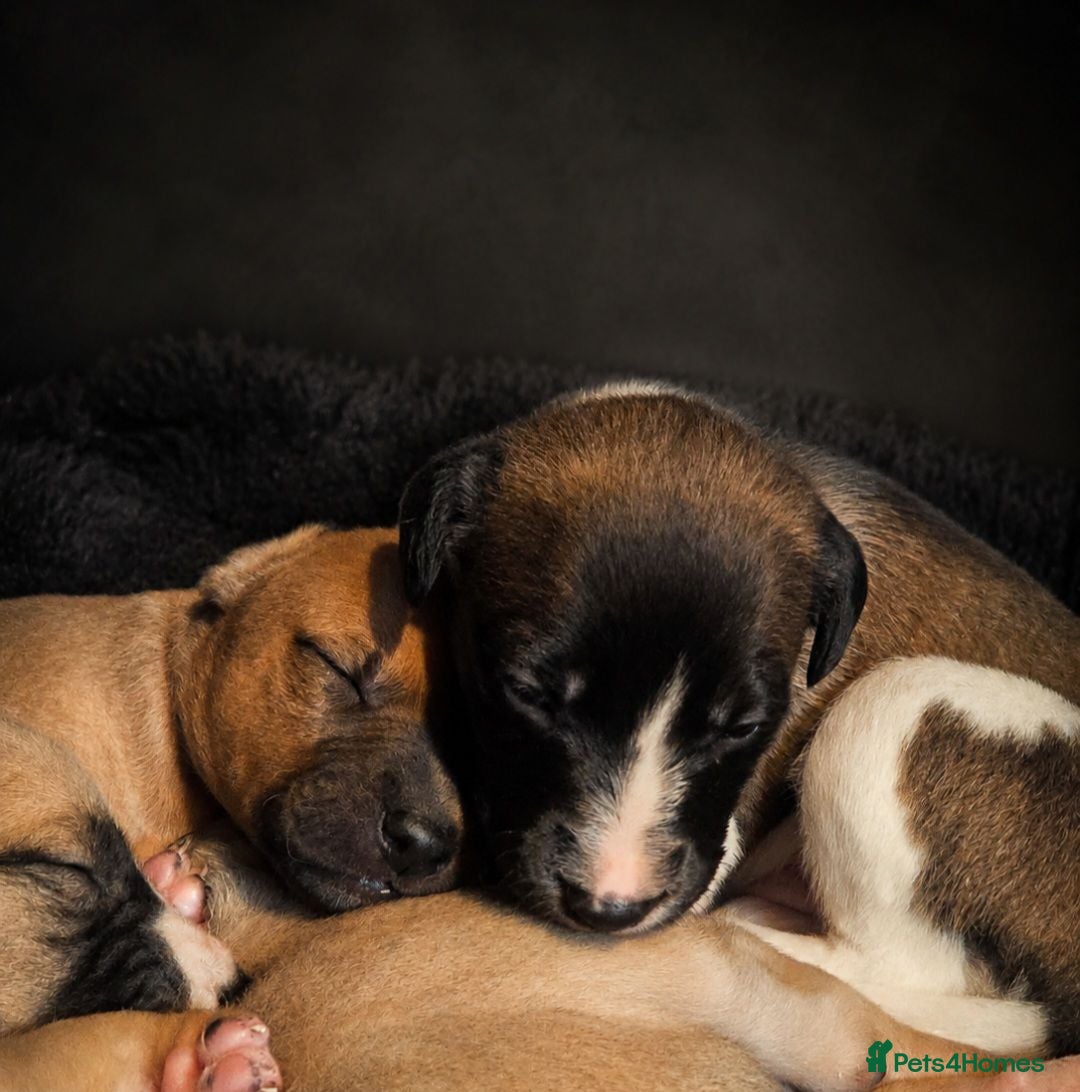 Whippet dogs Kc reg whippet litter - Advert 3