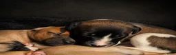 Whippet dogs for sale: Kc reg whippet litter - Advert 16