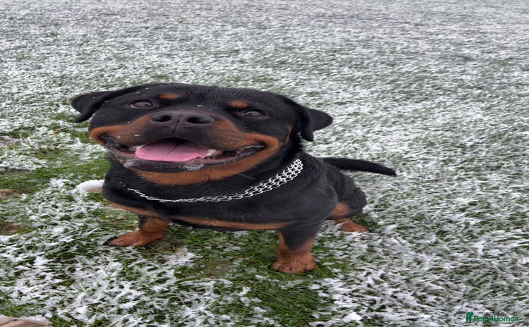 Rottweiler dogs Rottweiler for stud - Advert 1