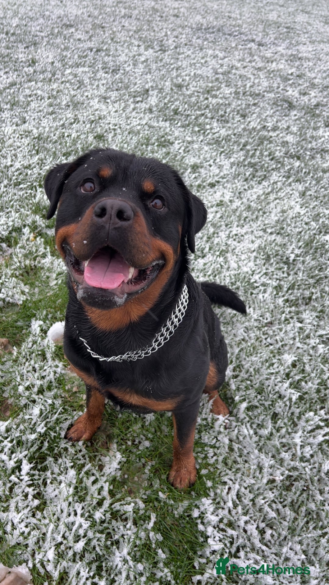 Rottweiler dogs for stud: Rottweiler for stud - Advert 1