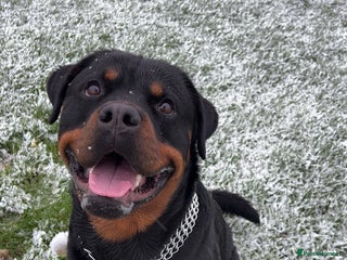 Rottweiler dogs Rottweiler for stud - Advert 8