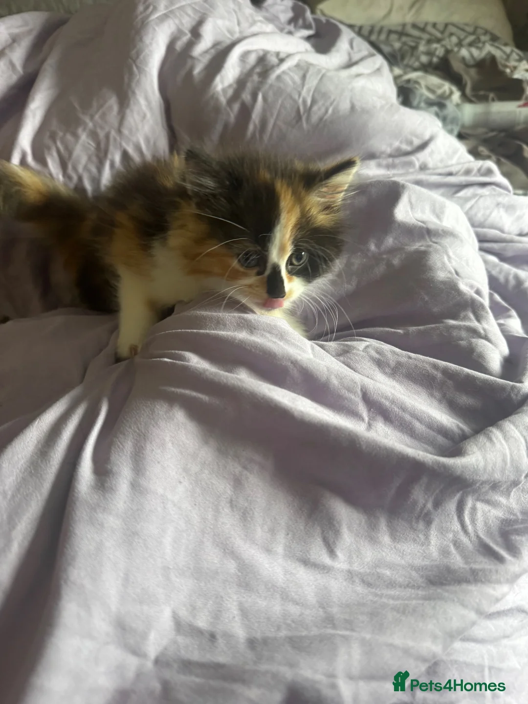 Mixed Breed cats for sale: Female long haired calico kitten in Thornton-Cleveleys - Advert 9