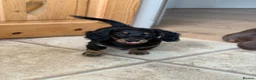 Miniature Dachshund dogs for sale: 1 Longhaired Miniature Dachshund Male - Advert 2