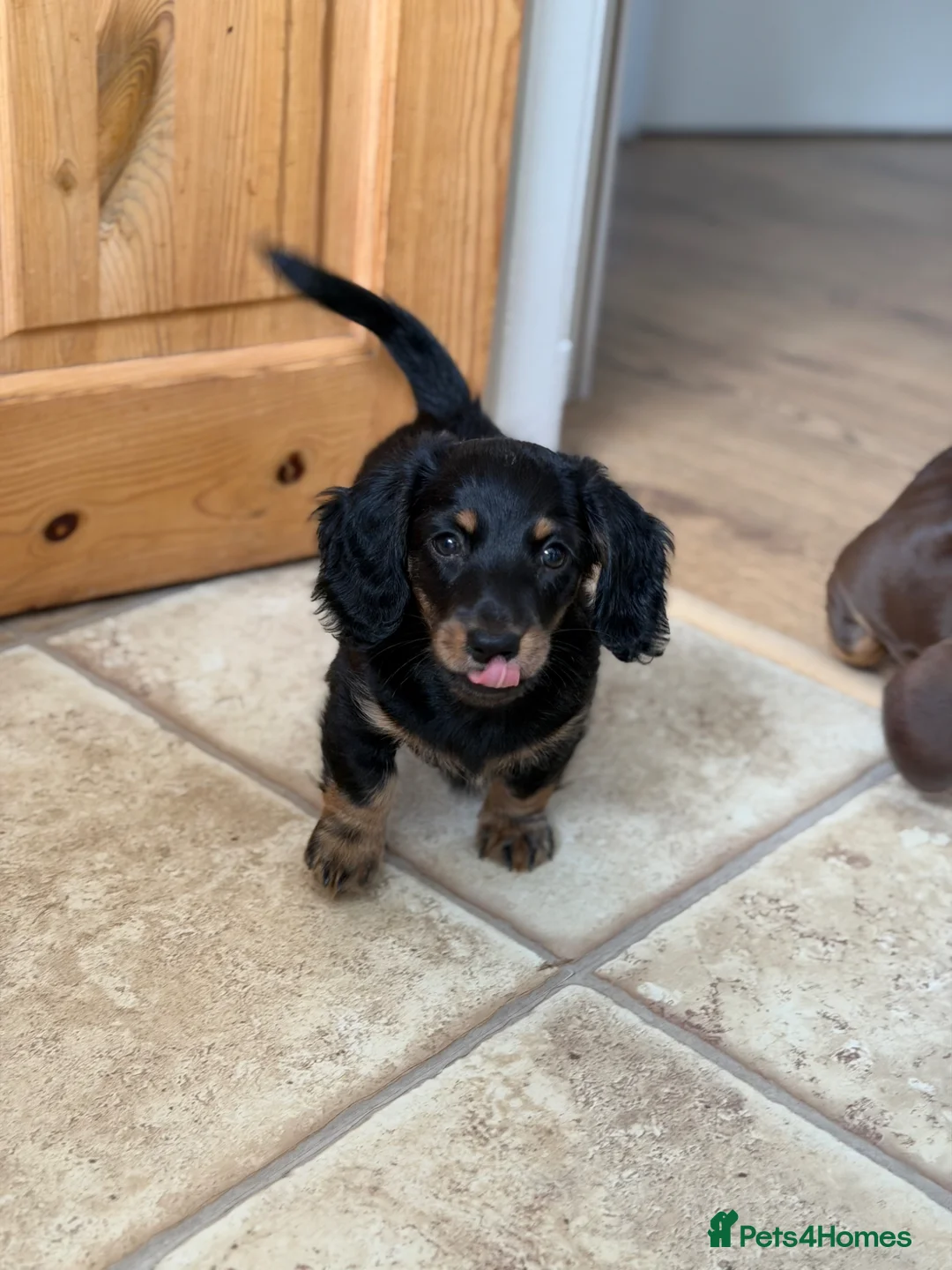 Miniature Dachshund dogs for sale: 1 Longhaired Miniature Dachshund Male - Advert 2