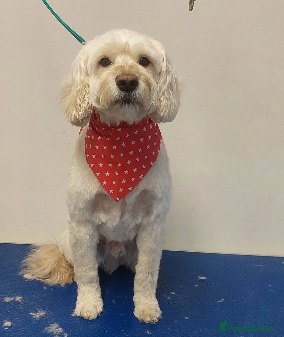 Cockapoo dogs for sale: Teddy - Advert 1