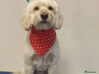 Cockapoo dogs Teddy - Advert 2
