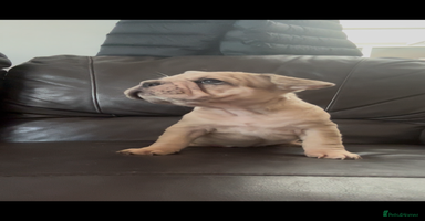 French Bulldog dogs - Advert 10