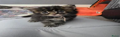 Maine Coon 3
