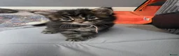 Maine Coon cats for sale: Maine coon kittens for sale  - Advert 3