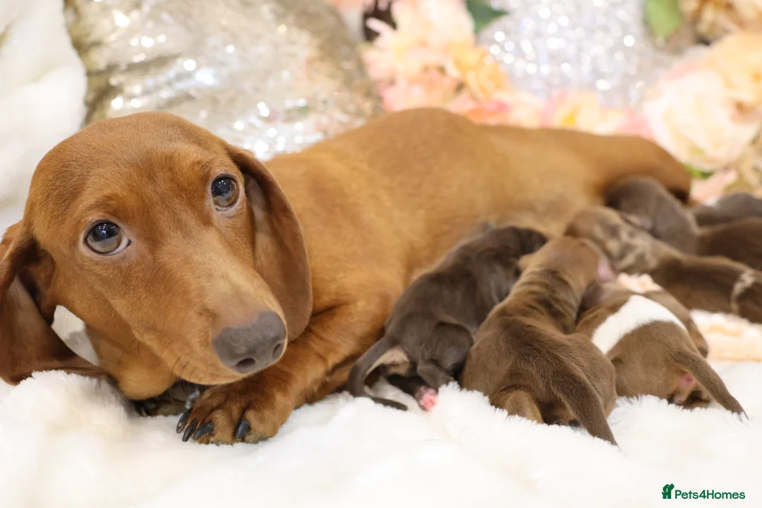 Miniature Dachshund dogs for sale: KC Miniature Dachshund Puppies - Advert 10