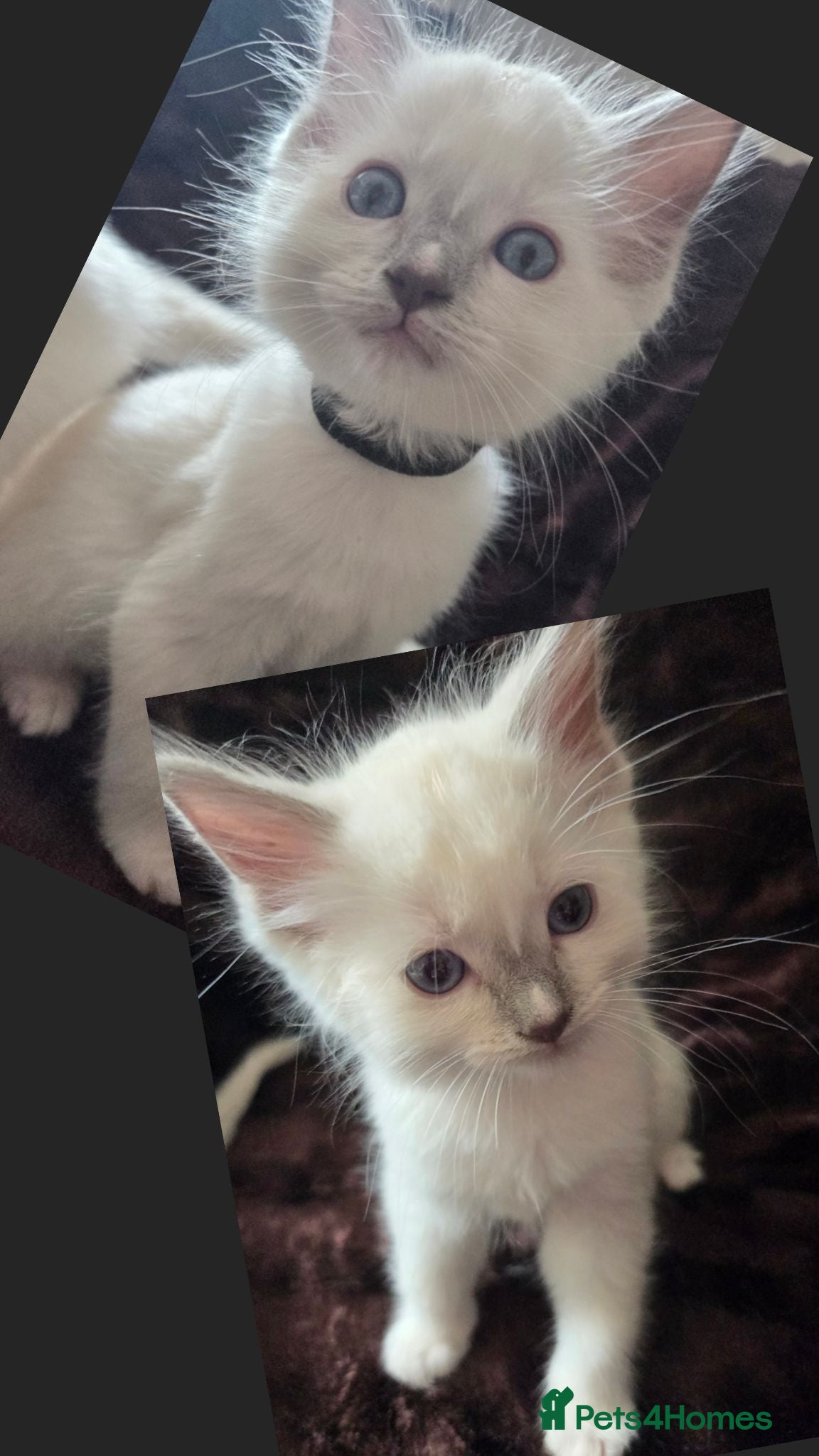 Ragdoll cats  🏆GCCF REG. EXTENSIVELY TESTED RAGDOLL KITTENS 🌟 - Advert 2