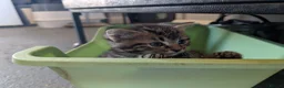 Mixed Breed cats for sale: 3 Handsome Male Kittens  - Advert 8