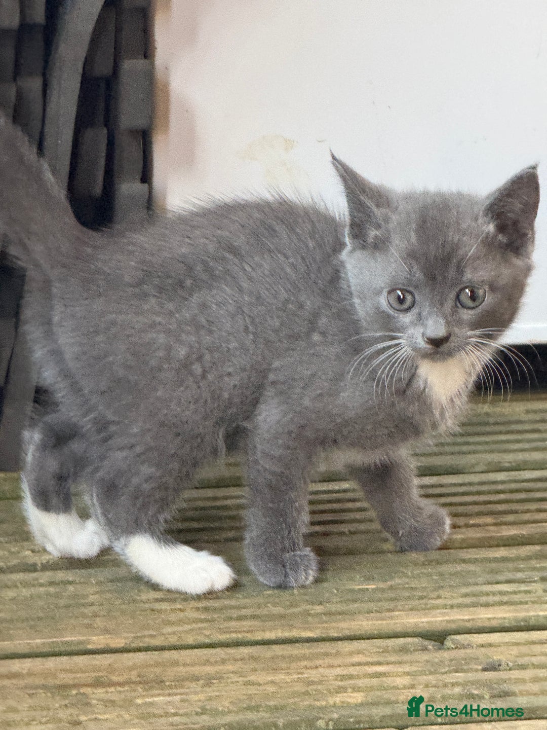 British Shorthair cats for sale: British shorthair kittens  - Image 6